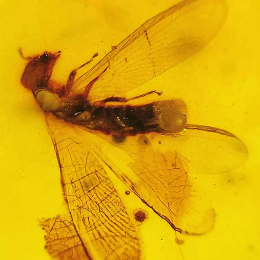 Leaf Fossil & Anthocoridae Insect Inclusion in Burmese Amber