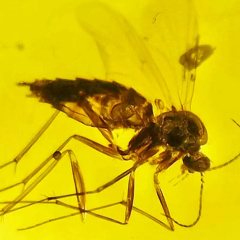 Pair of Mosquito Fossils in Raw Clear Amber