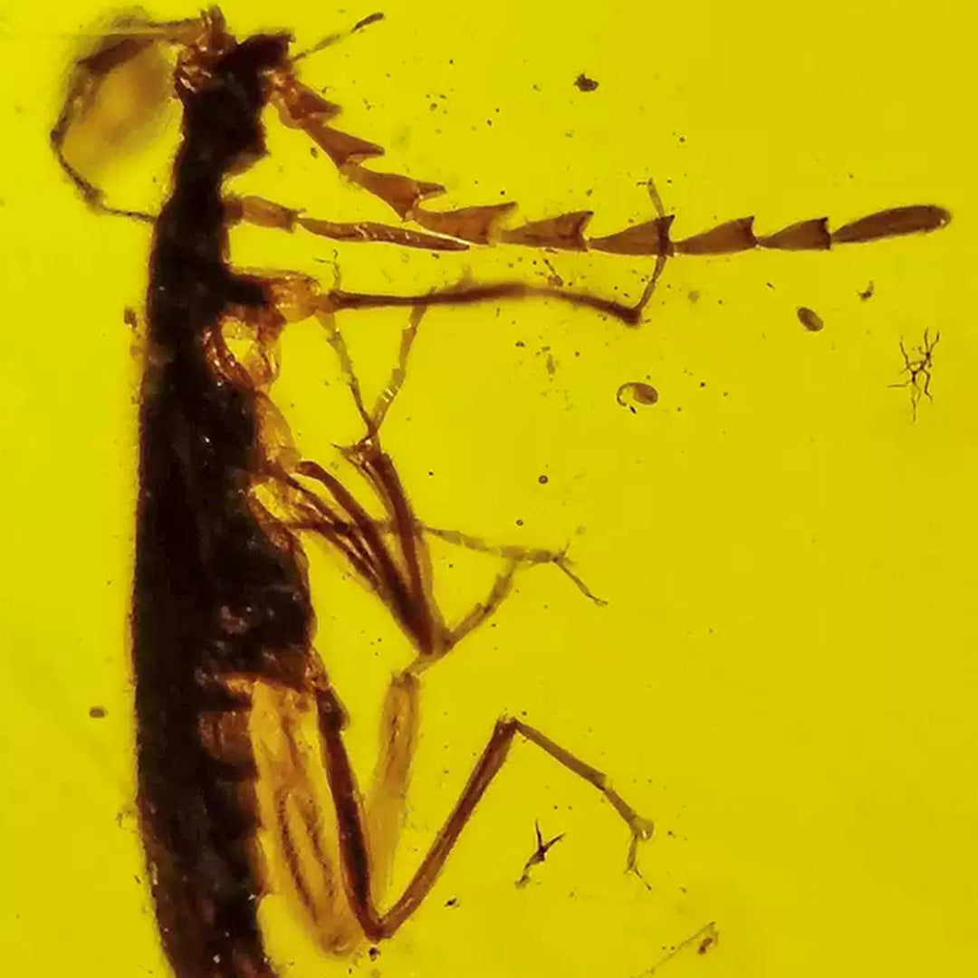 Cerambycidae Insect Inclusion in Raw Burmese Amber