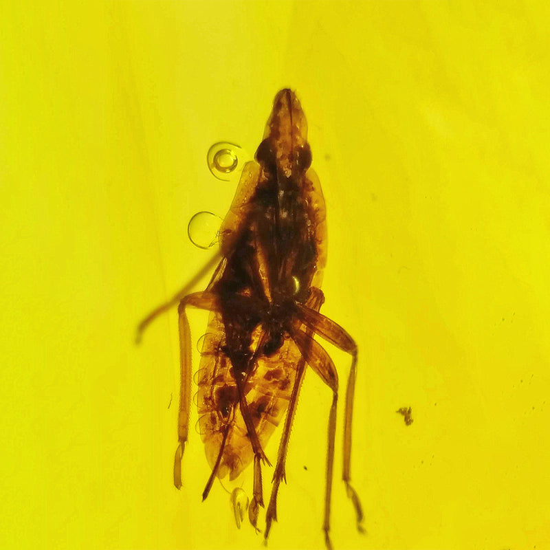 Super Clear Amber with Dictyopharidae Insect Fossil