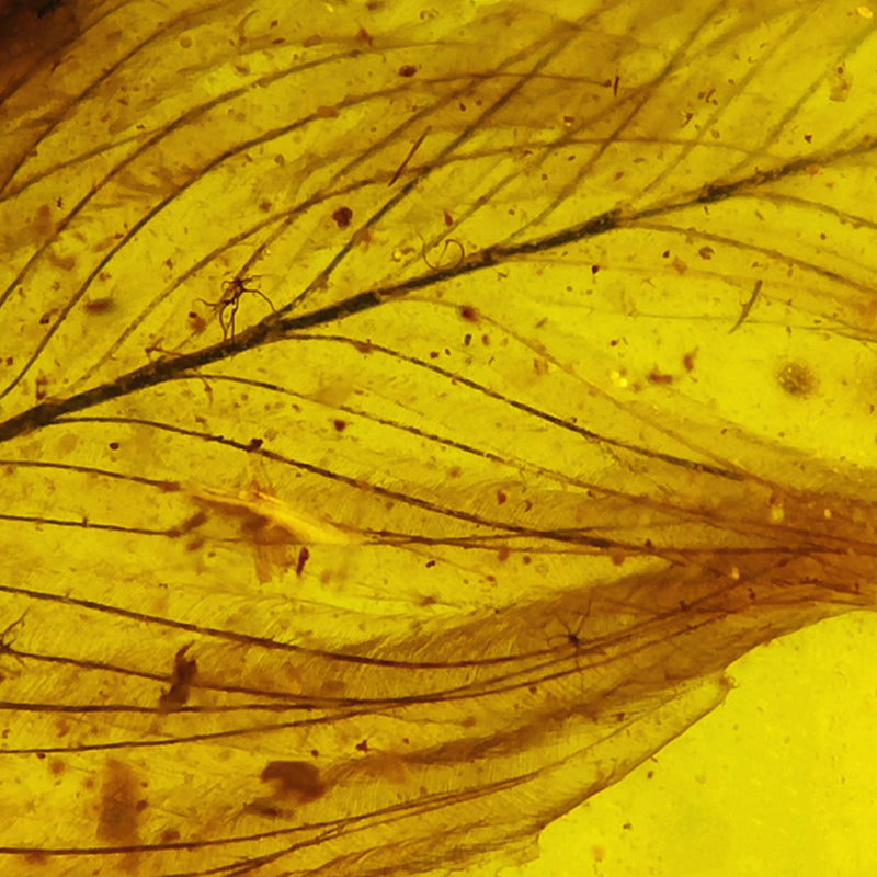 Natural Amber with Jurassic Fossil Feather Inclusion