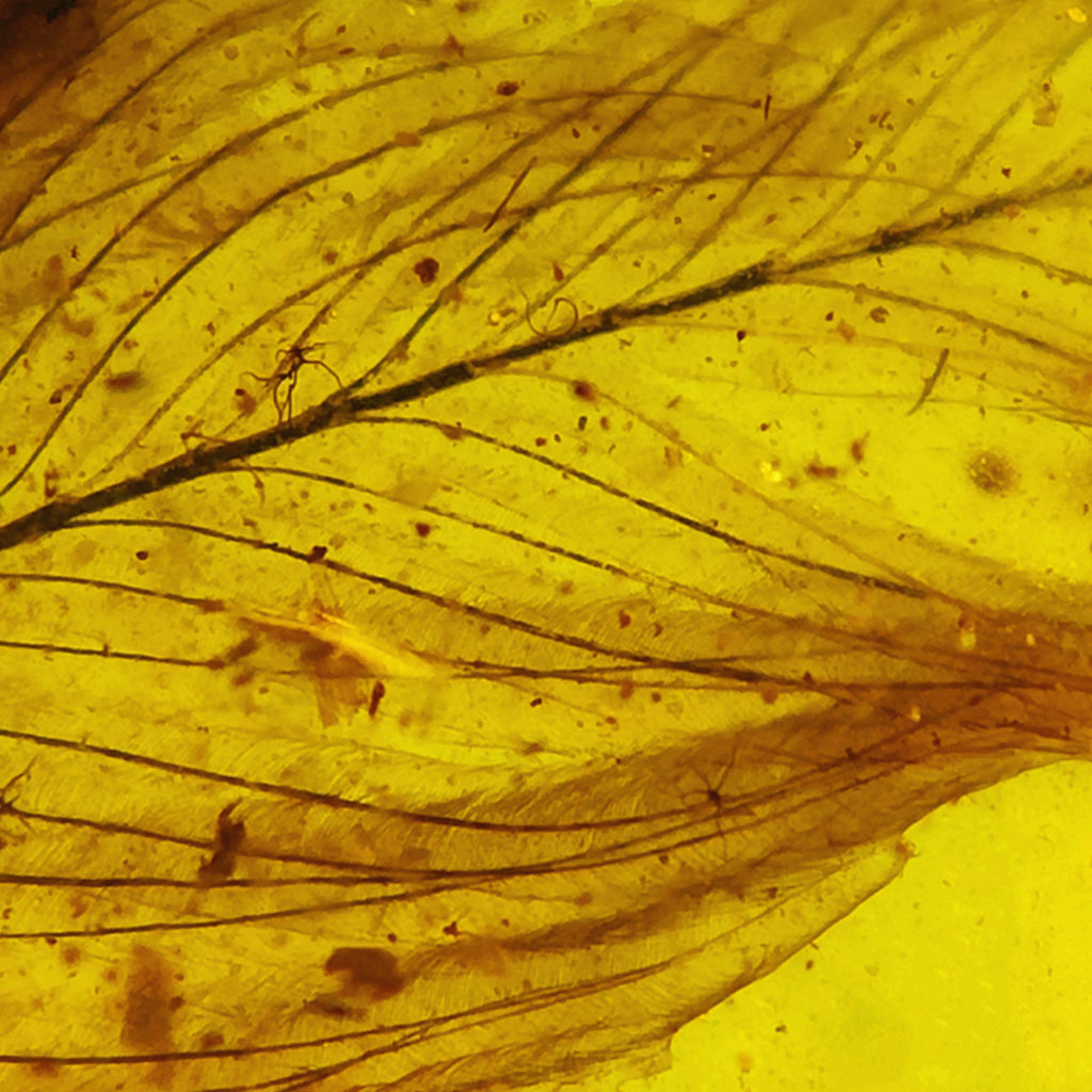 Natural Amber with Jurassic Fossil  Feather Inclusion