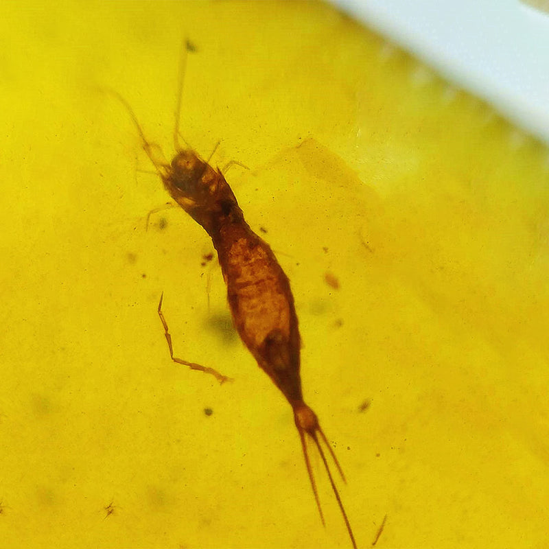 Unique Amber with Perfectly Preserved Archaeognatha Insect