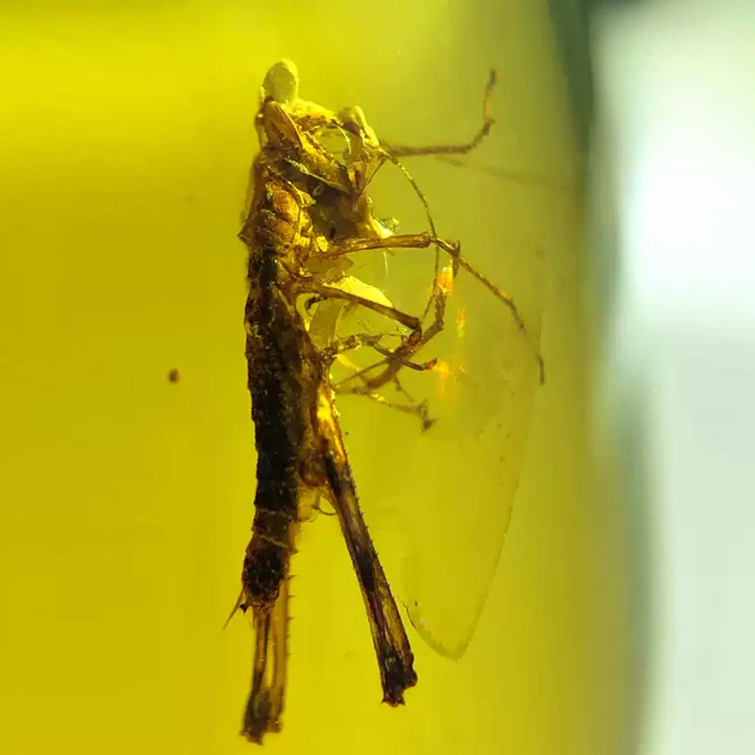 Rare and Unique Natural Amber with Fossil Locust Inclusion