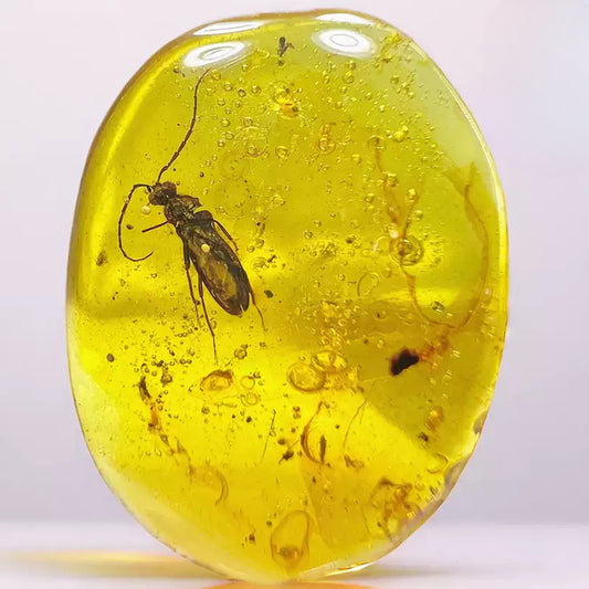Fossil Cerambycidae Insect Fossil Trapped in Burmese Amber