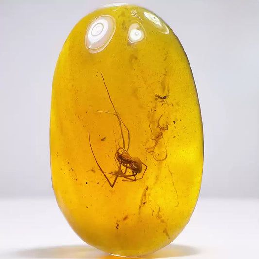 Clear Burmese Amber with Assassin Spider Trapped for Million Years