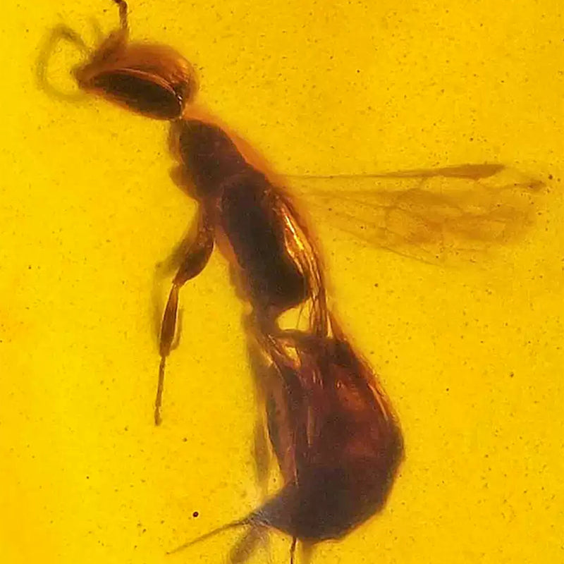 Clear Amber with Perfect Preserved Bee from Billion-Year-Old Era