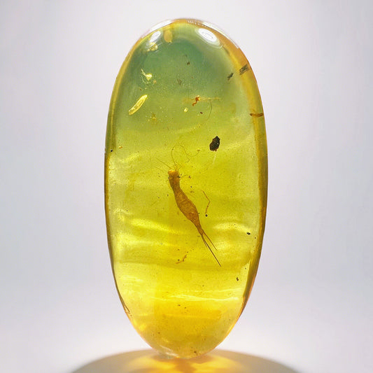 Unique Amber with Perfectly Preserved Archaeognatha Insect