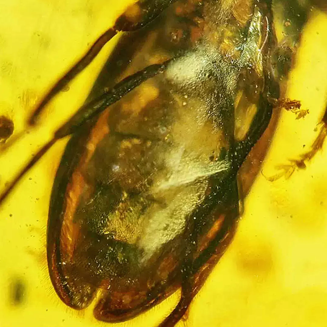 Fossil Cerambycidae Insect Fossil Trapped in Burmese Amber