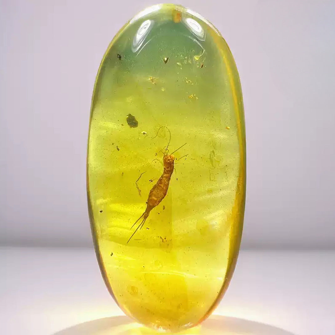 Unique Amber with Perfectly Preserved Archaeognatha Insect