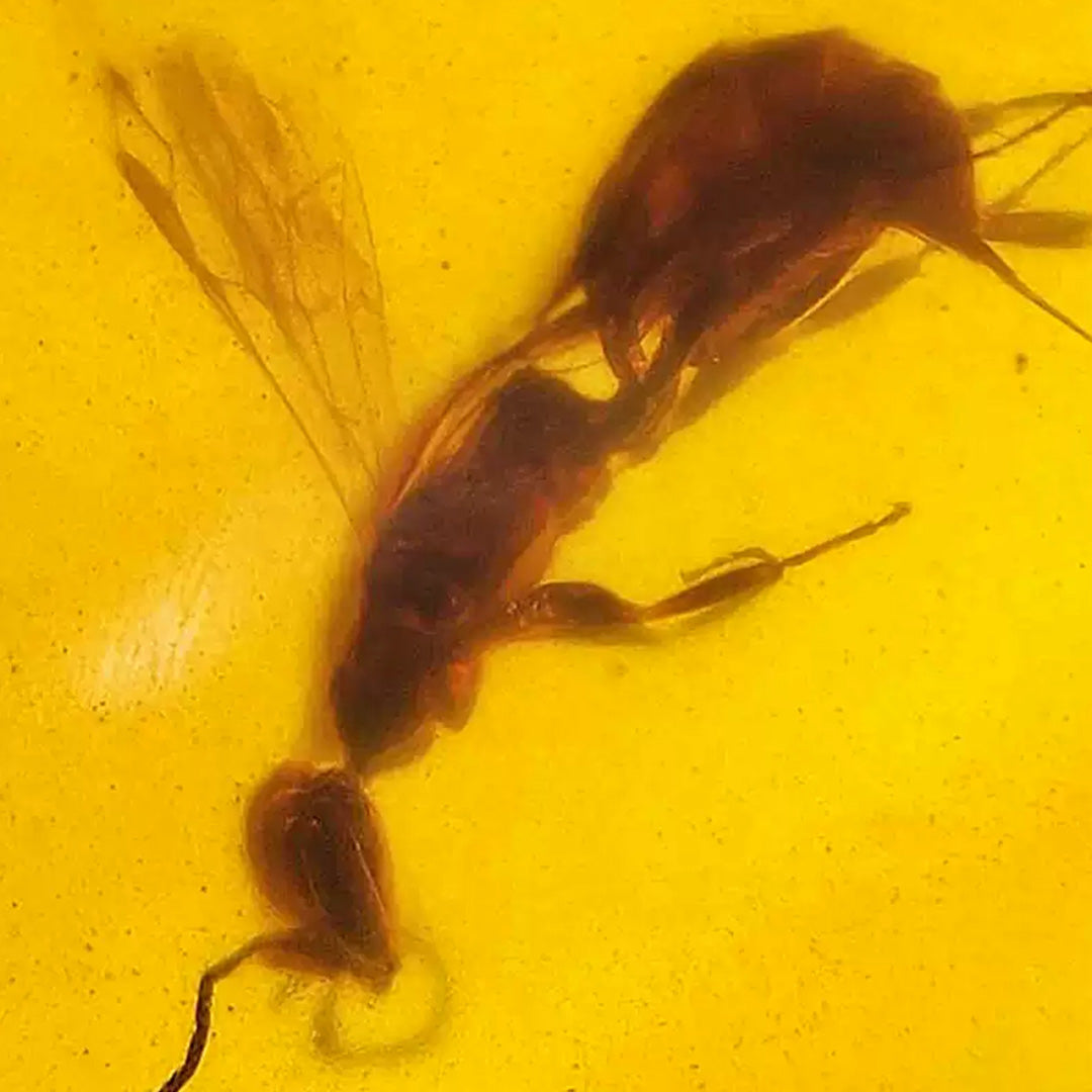 Clear Amber with Perfect Preserved Bee from Billion-Year-Old Era