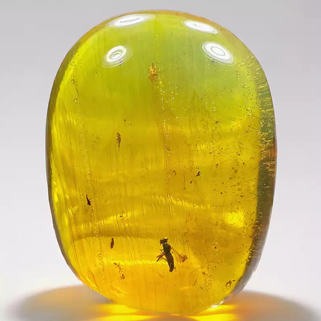 Perfectly Preserved Bee Fossil Inclusion in Burmese Amber