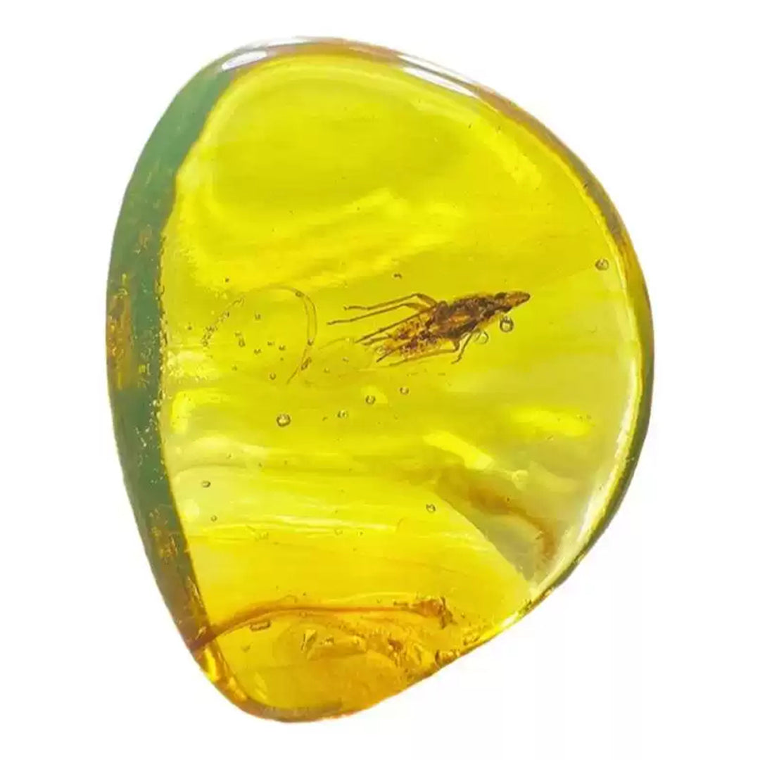 Super Clear Amber with Dictyopharidae Insect Fossil