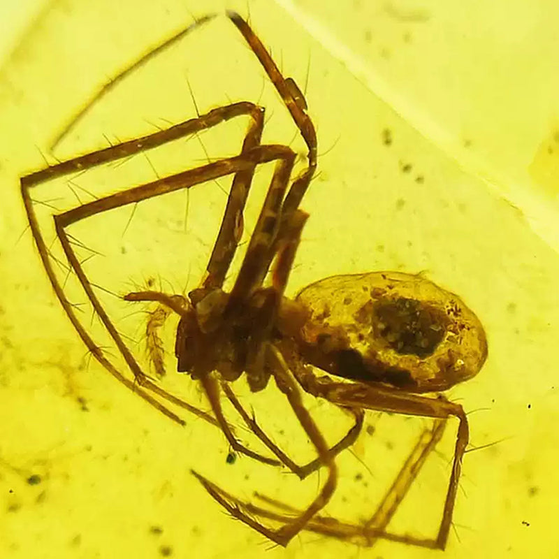 Amber with Rare Fossil Spider Inclusion From Burmese