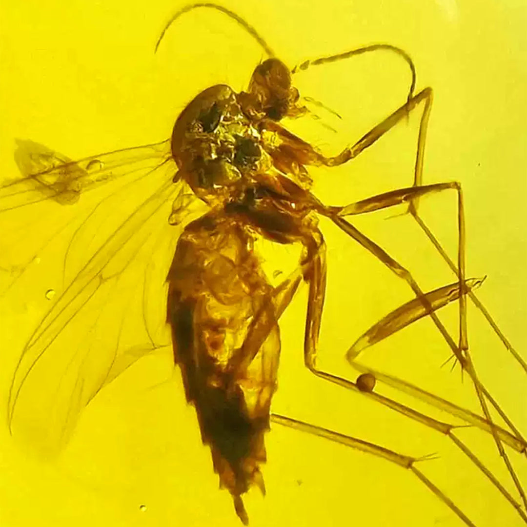 Pair of Mosquito Fossils in Raw Clear Amber