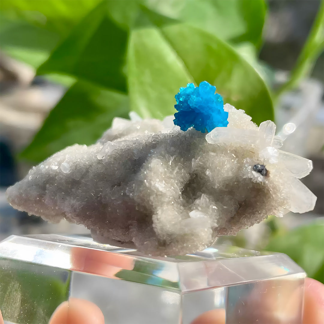 88g Celestial Blue Cavansite on Zeolite Mineral Specimen