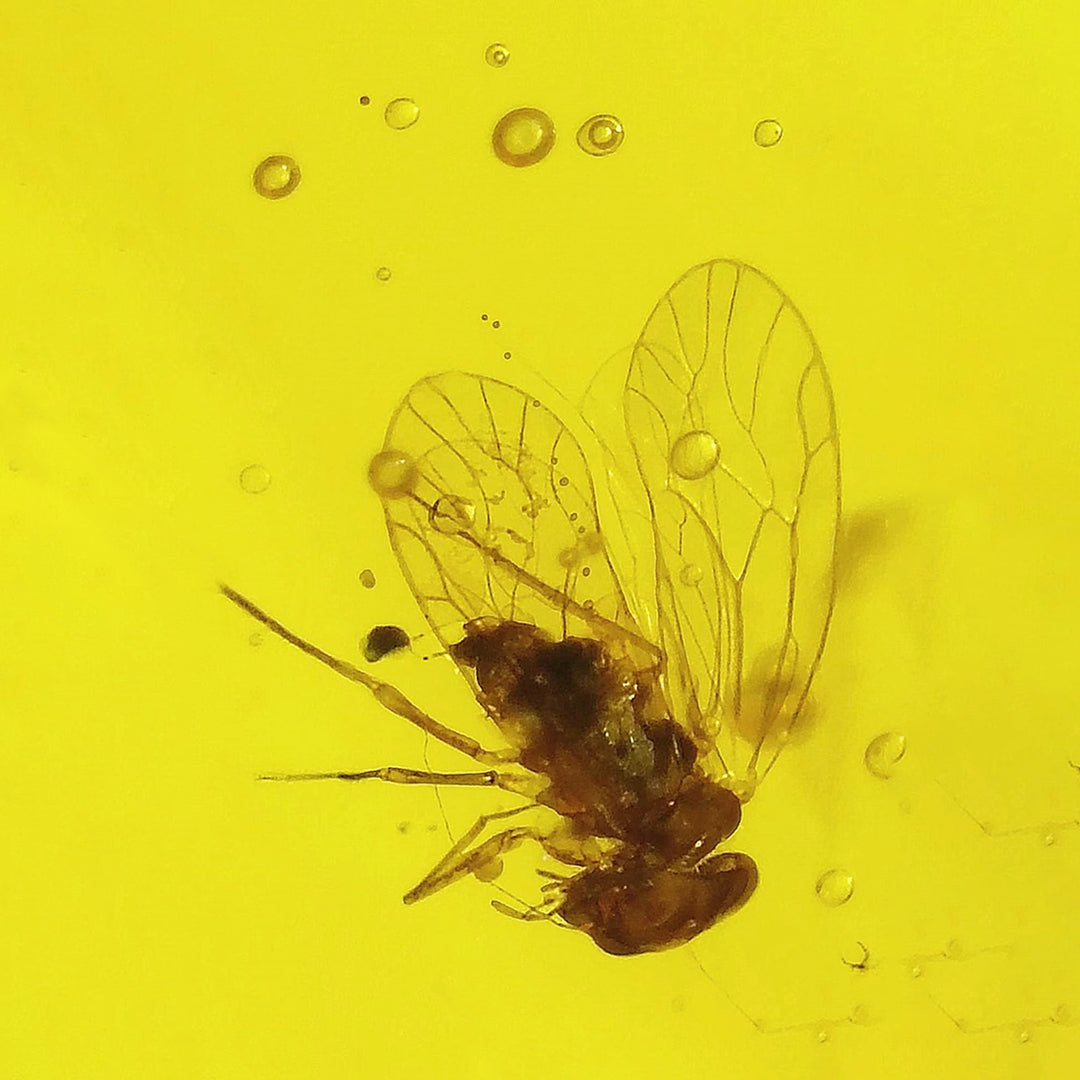 Burmese Amber with Flawlessly Preserved Bee Insect