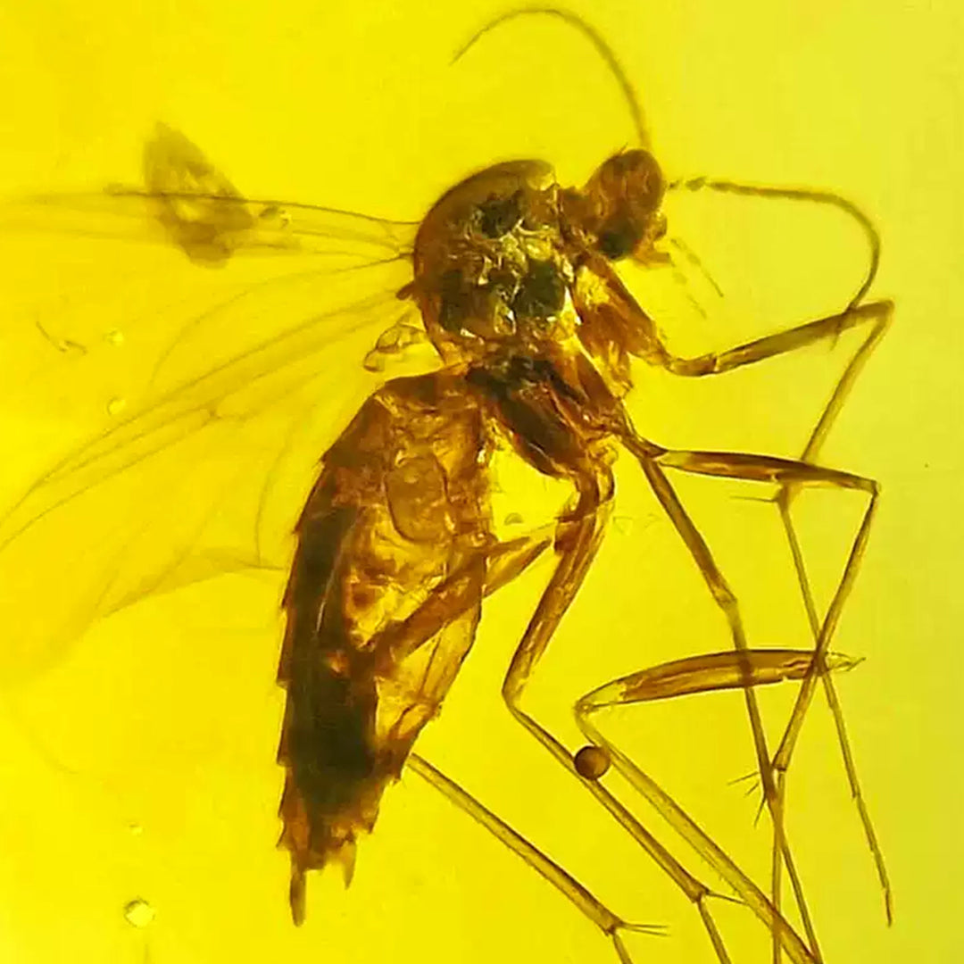 Pair of Mosquito Fossils in Raw Clear Amber