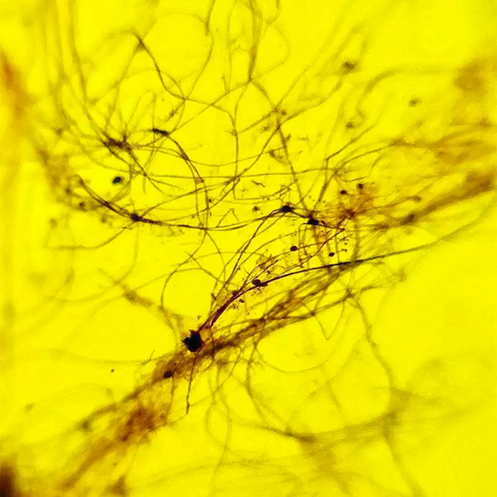 Rare Natural Spider Silk Fossil Inclusion in Burmese Amber