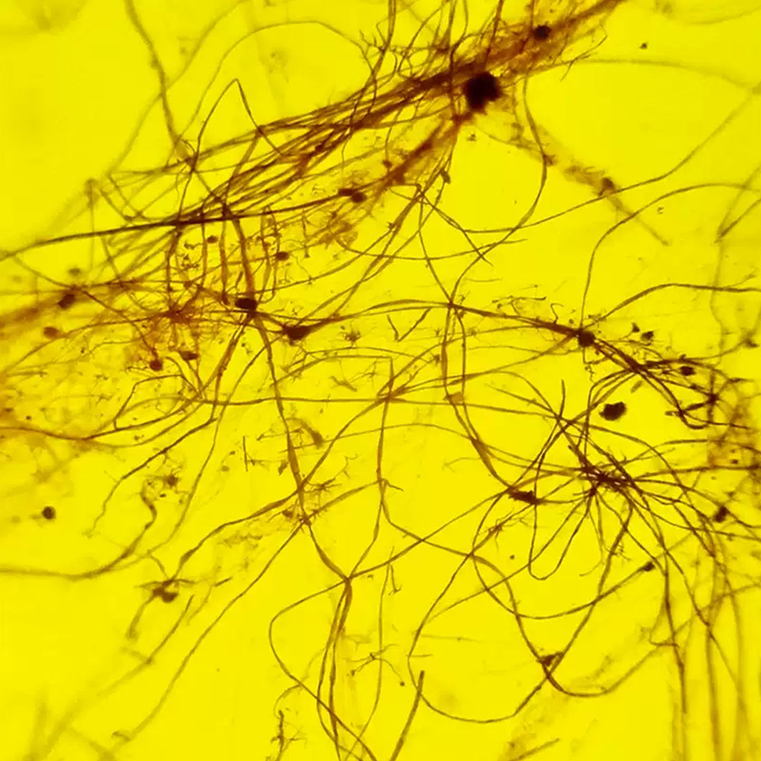 Rare Natural Spider Silk Fossil Inclusion in Burmese Amber