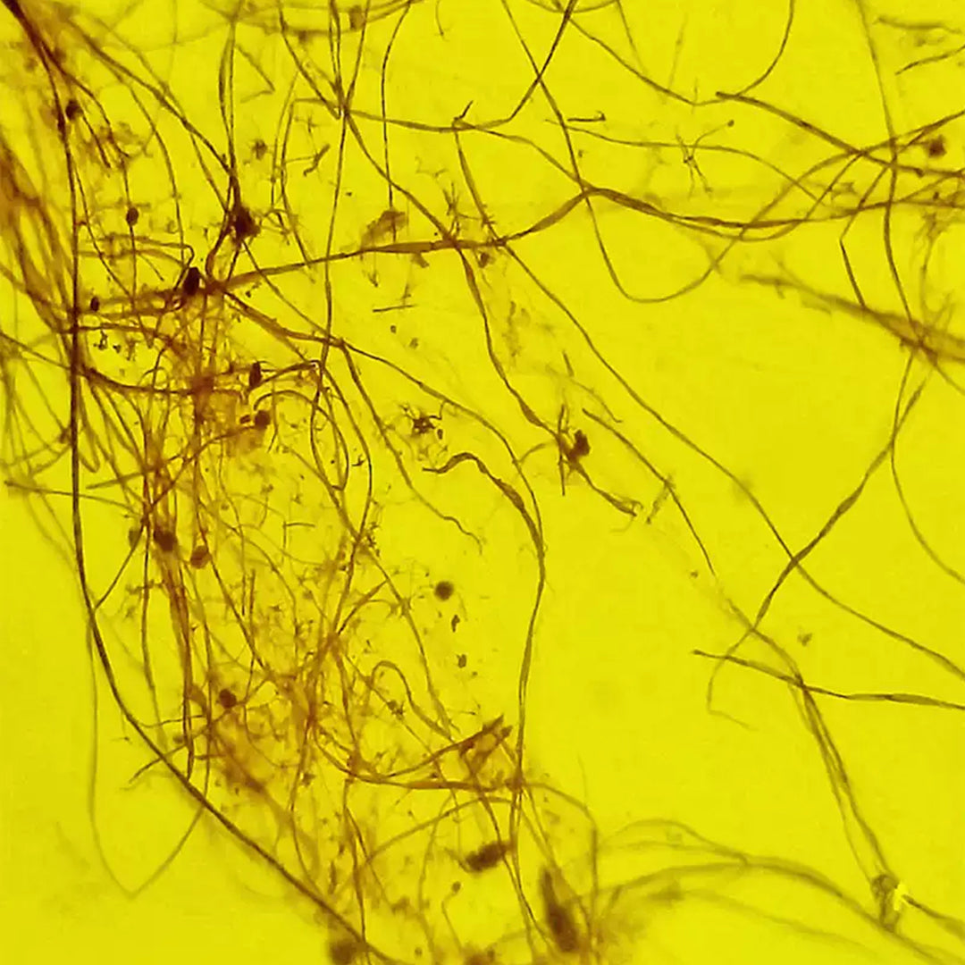 Rare Natural Spider Silk Fossil Inclusion in Burmese Amber