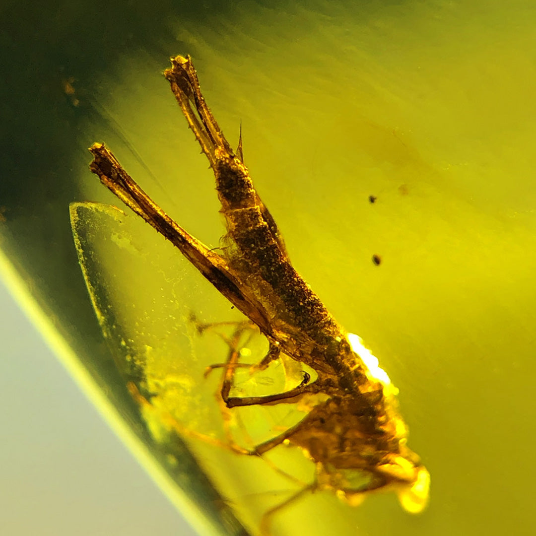 Rare and Unique Natural Amber with Fossil  Locust Inclusion