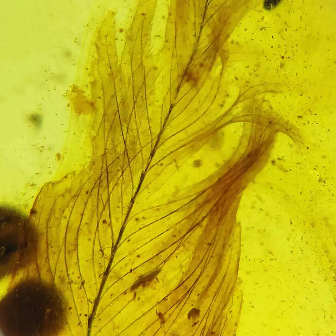 Natural Amber with Jurassic Fossil  Feather Inclusion