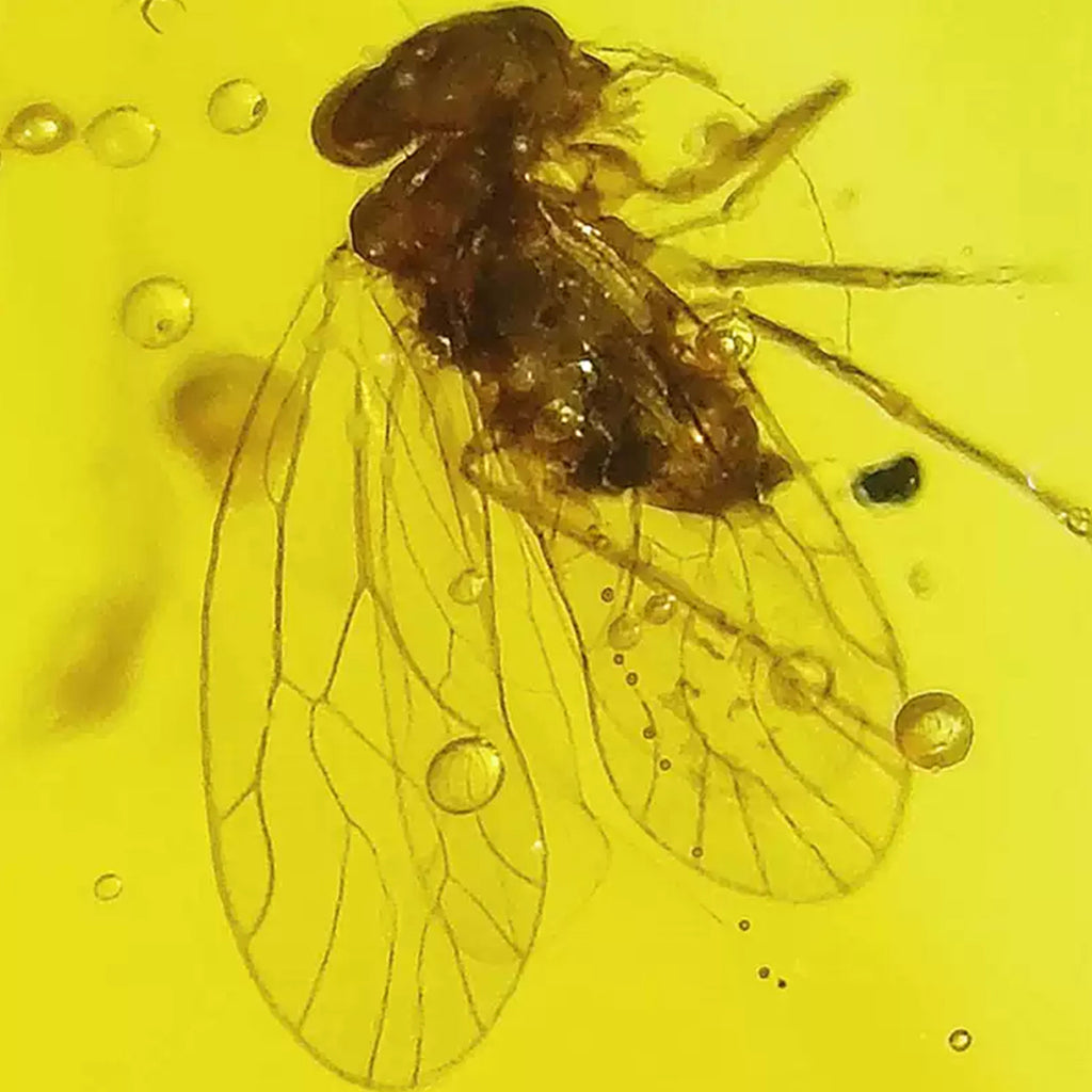 Burmese Amber with Flawlessly Preserved Bee Insect