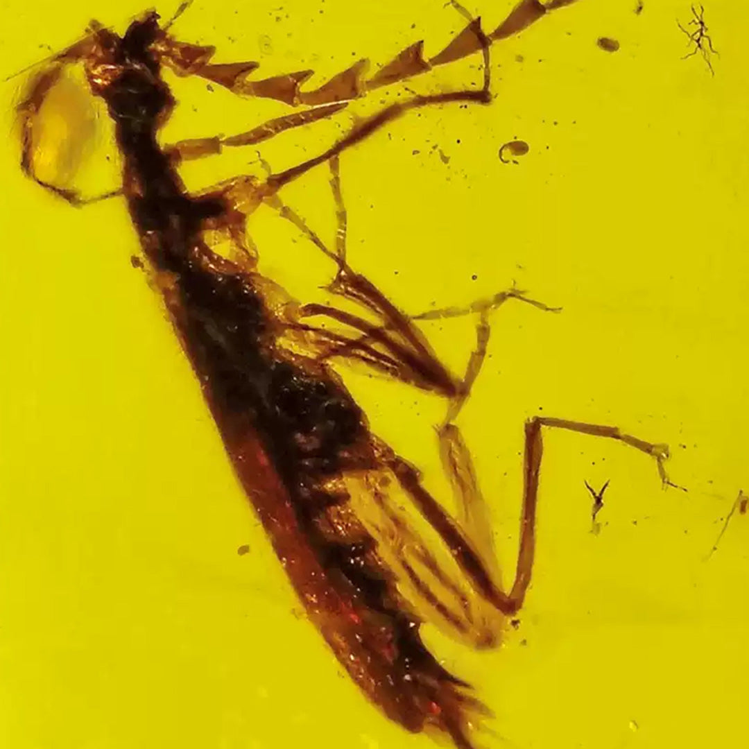 Cerambycidae Insect Inclusion in Raw Burmese Amber