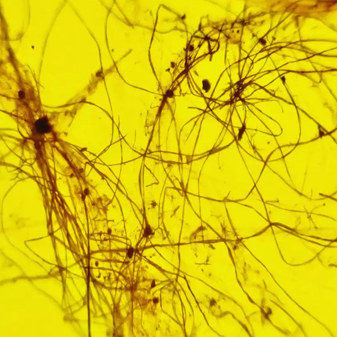 Rare Natural Spider Silk Fossil Inclusion in Burmese Amber