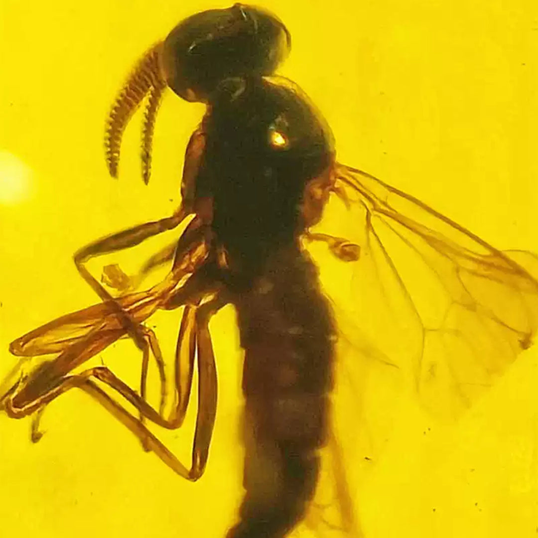 Perfectly Preserved Bee Fossil Inclusion in Burmese Amber