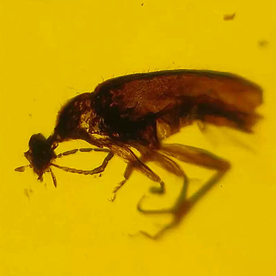 Burmese Amber with Red Fluorescent Insect Trapped for Million Years