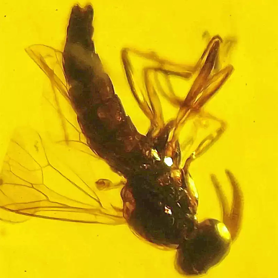 Perfectly Preserved Bee Fossil Inclusion in Burmese Amber