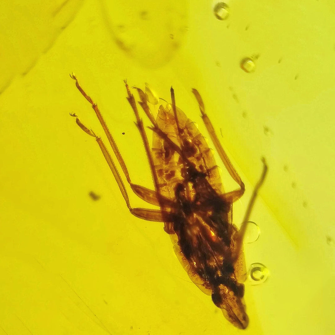 Super Clear Amber with Dictyopharidae Insect Fossil
