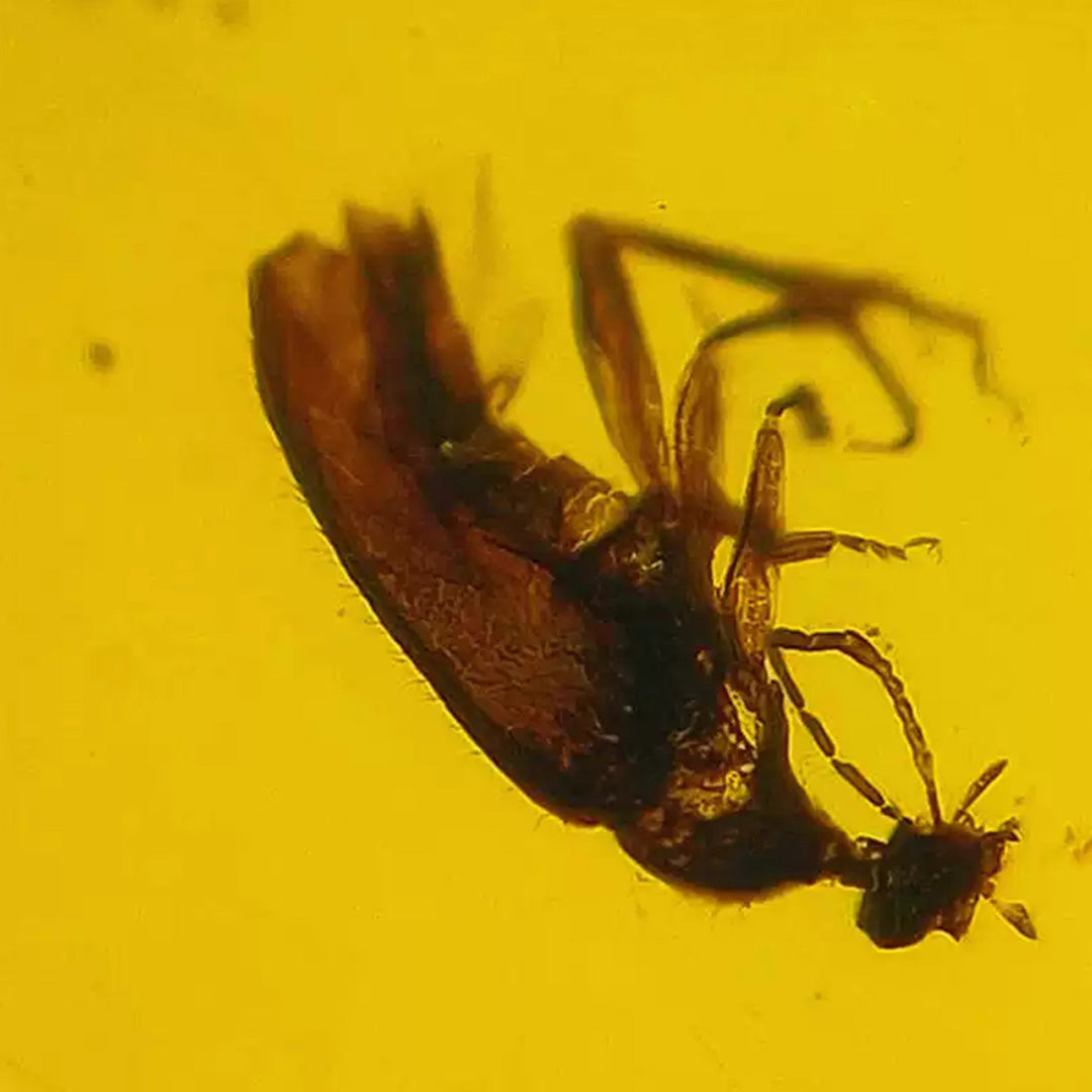 Burmese Amber with Red Fluorescent Insect Trapped for Million Years