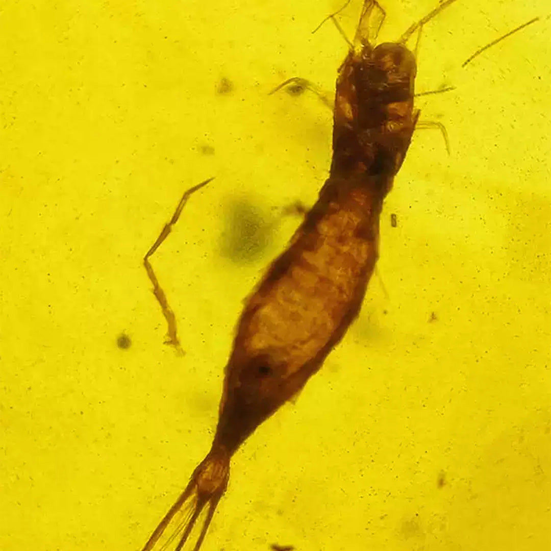 Unique Amber with Perfectly Preserved Archaeognatha Insect