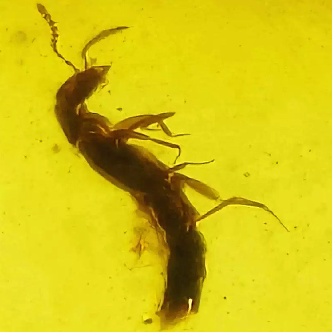 Unique Amber with Perfectly Preserved Archaeognatha Insect