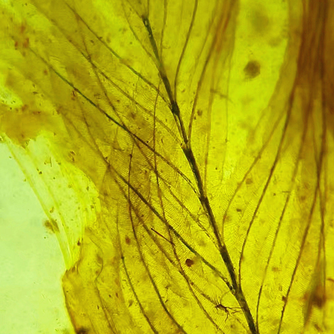 Natural Amber with Jurassic Fossil  Feather Inclusion