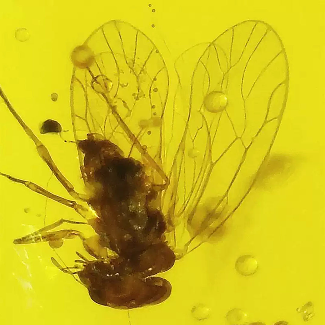 Burmese Amber with Flawlessly Preserved Bee Insect