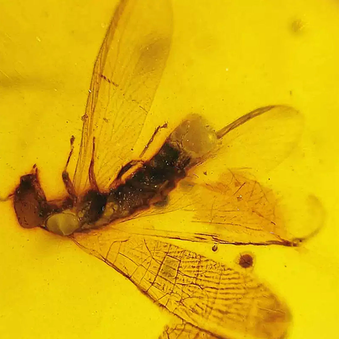 Leaf Fossil & Anthocoridae Insect Inclusion in Burmese Amber