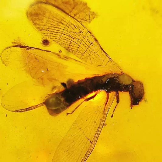 Leaf Fossil & Anthocoridae Insect Inclusion in Burmese Amber