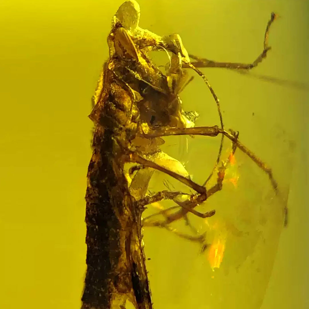 Rare and Unique Natural Amber with Fossil  Locust Inclusion