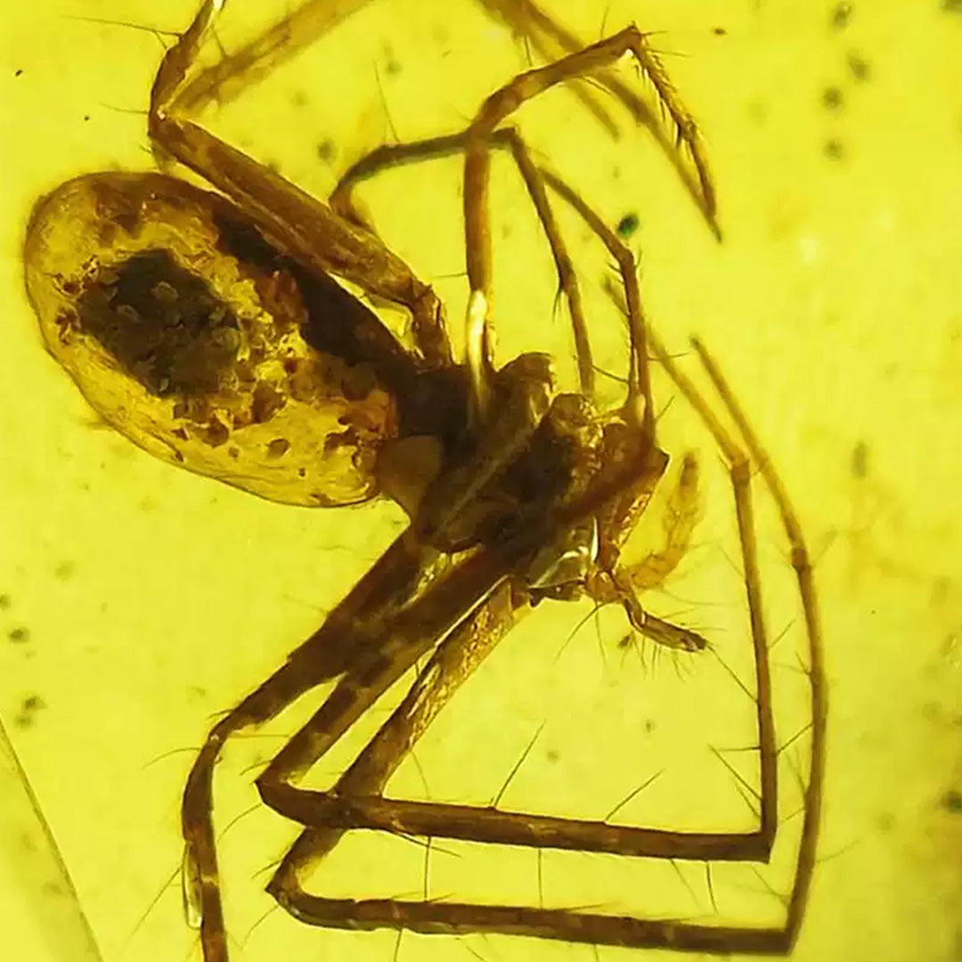 Amber with Rare Fossil Spider Inclusion From Burmese
