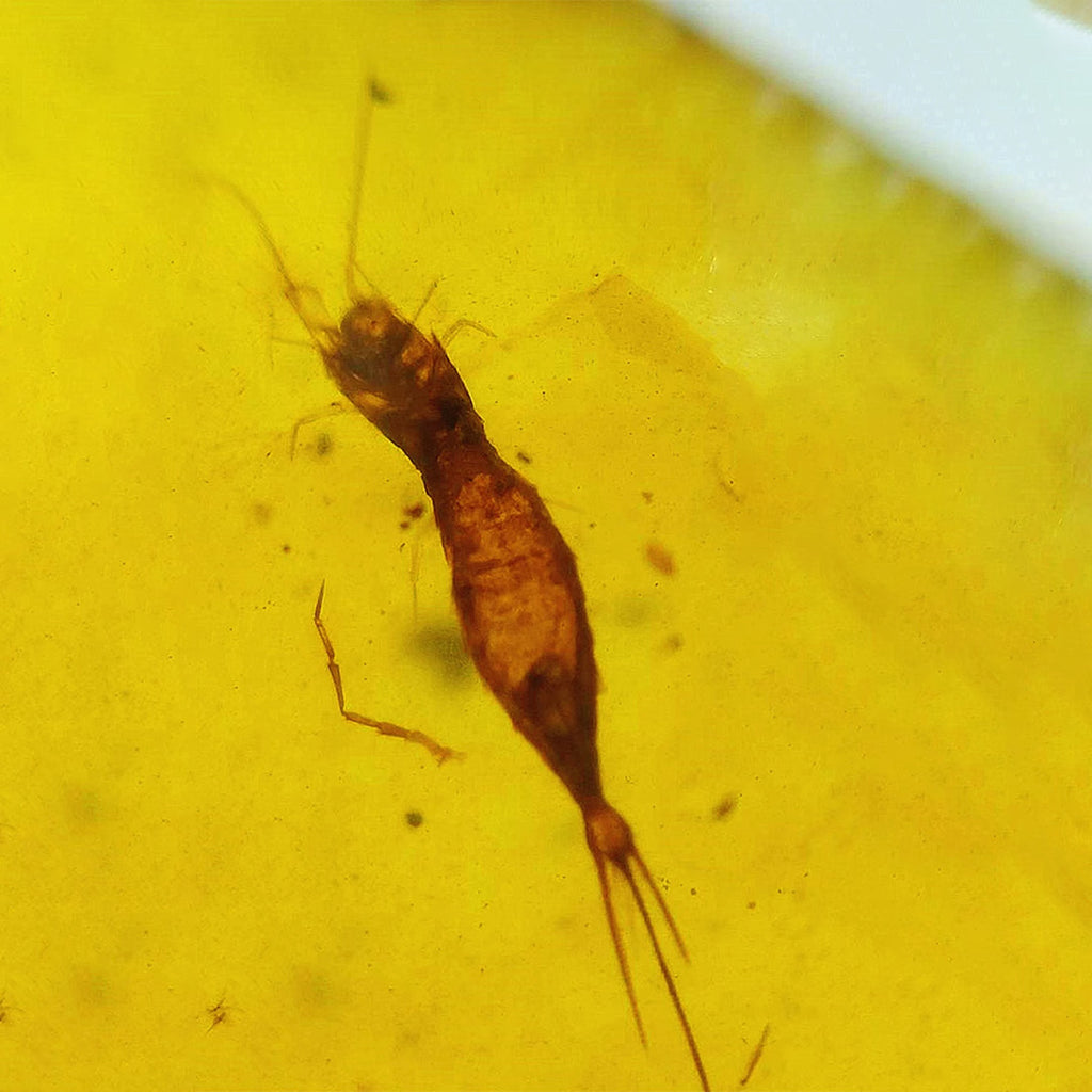 Unique Amber with Perfectly Preserved Archaeognatha Insect