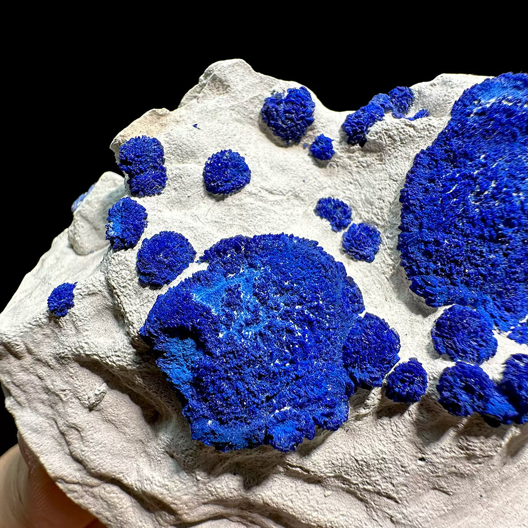 338g Vibrant Blue Azurite Suns on Siltstone
