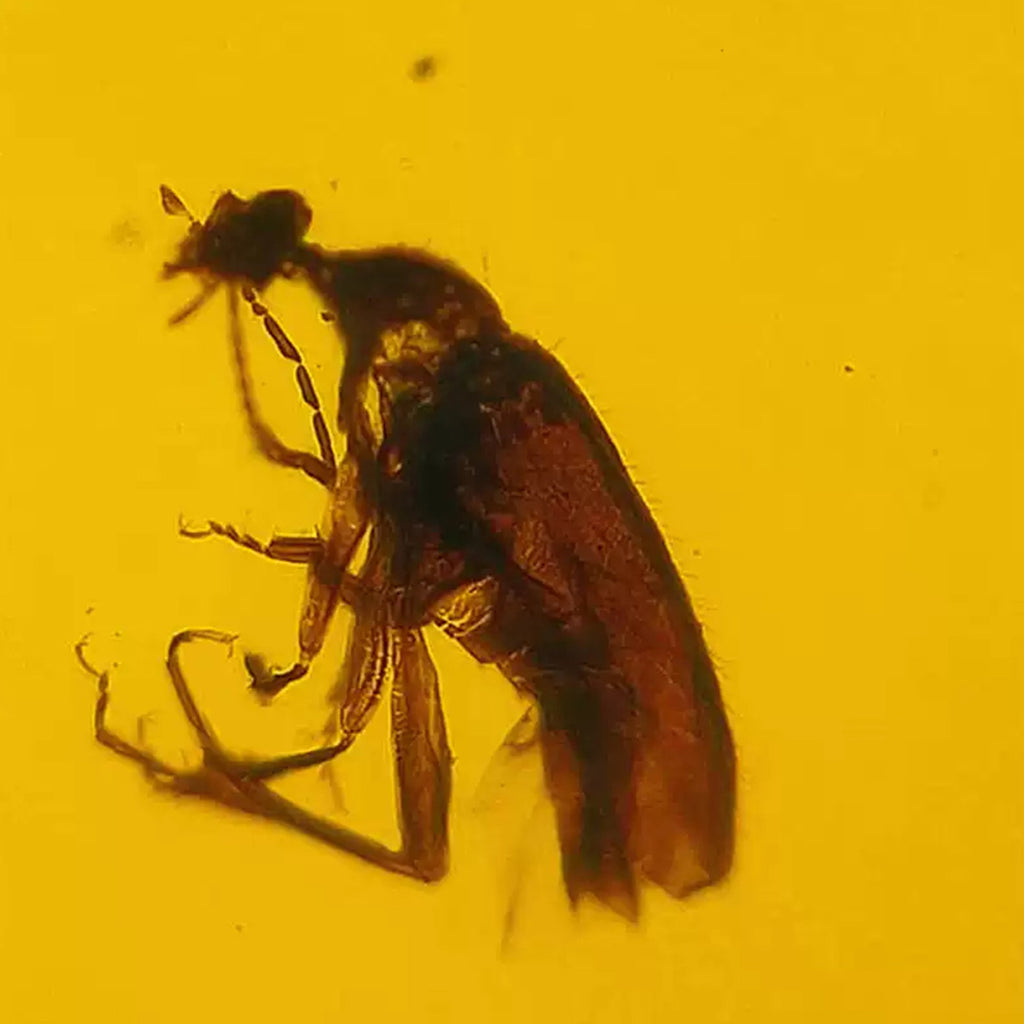 Burmese Amber with Red Fluorescent Insect Trapped for Million Years