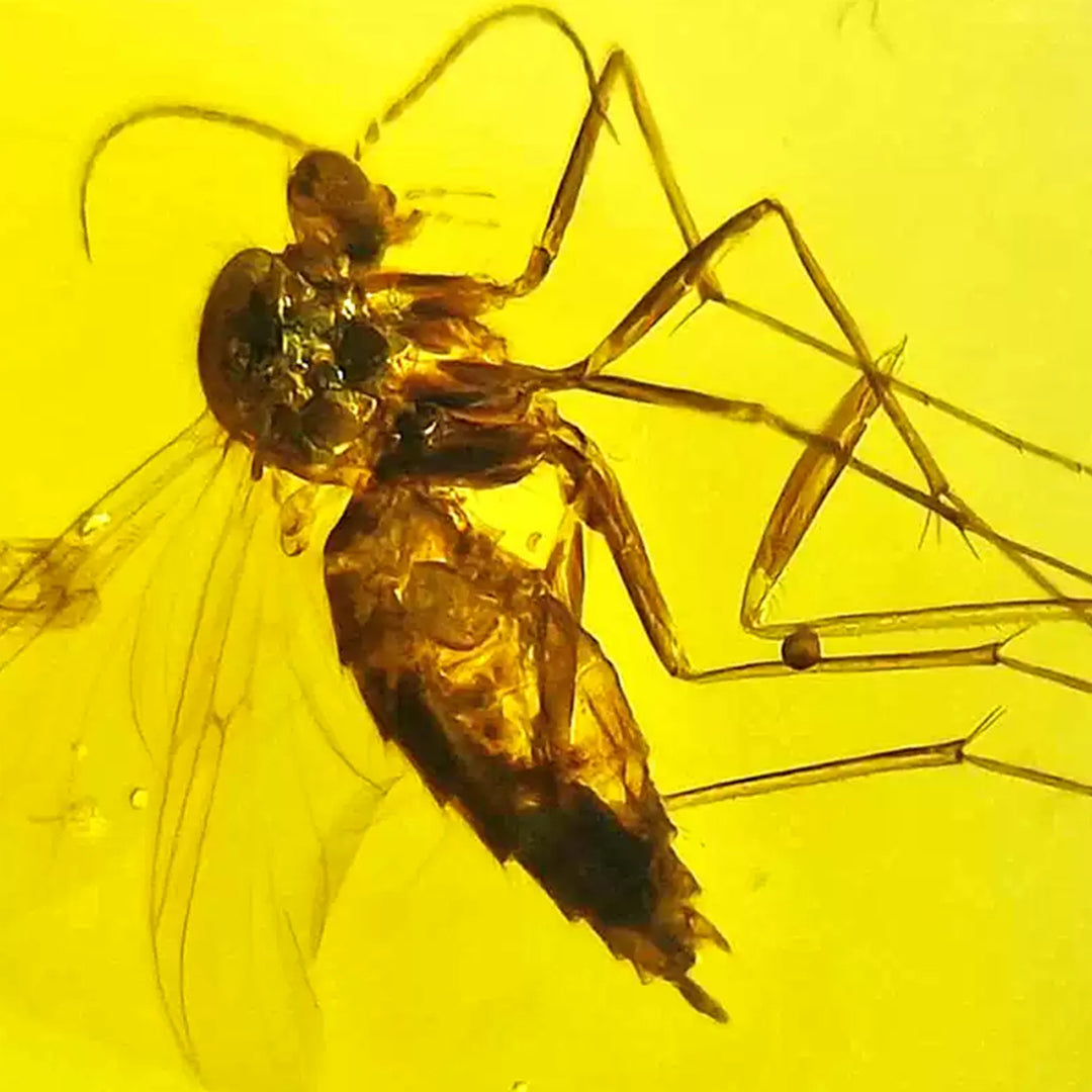 Pair of Mosquito Fossils in Raw Clear Amber