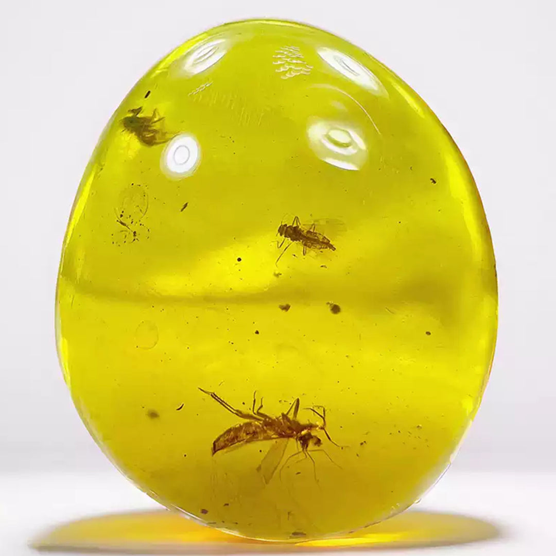 Three Fossil  Anthocoridaes Insect Preserved in Burmese Amber