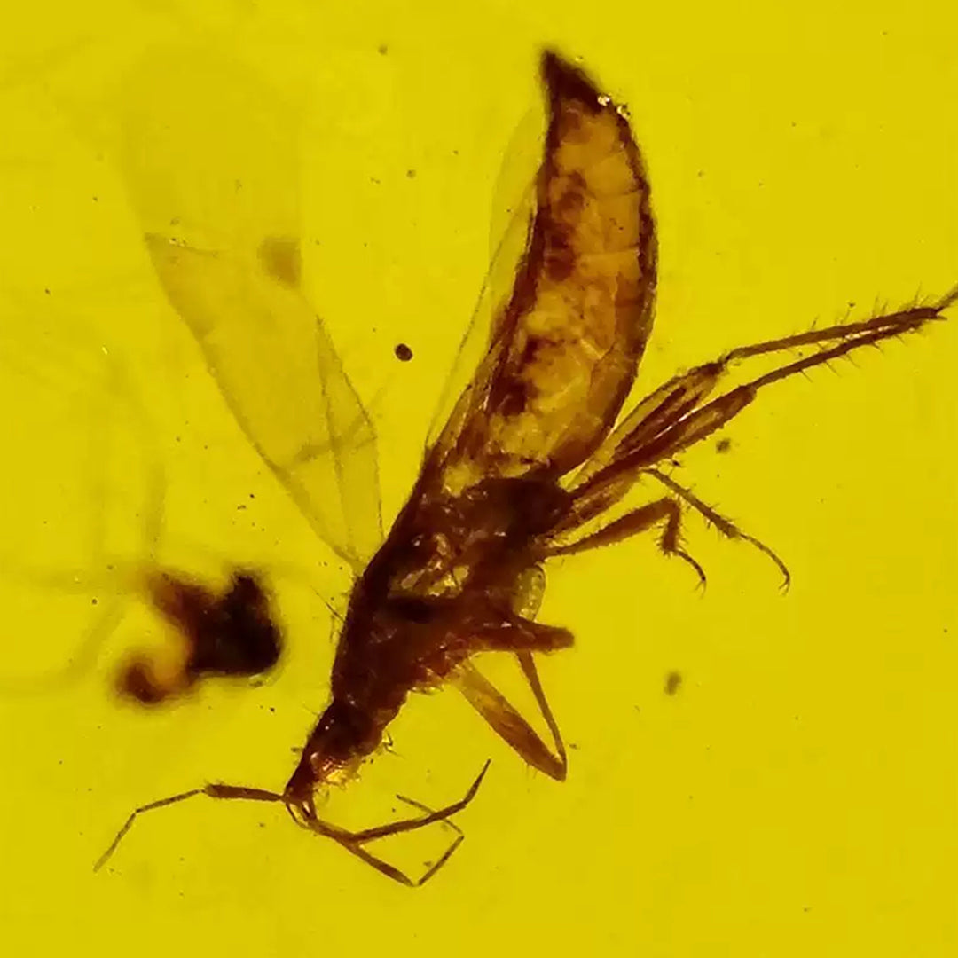 Three Fossil  Anthocoridaes Insect Preserved in Burmese Amber