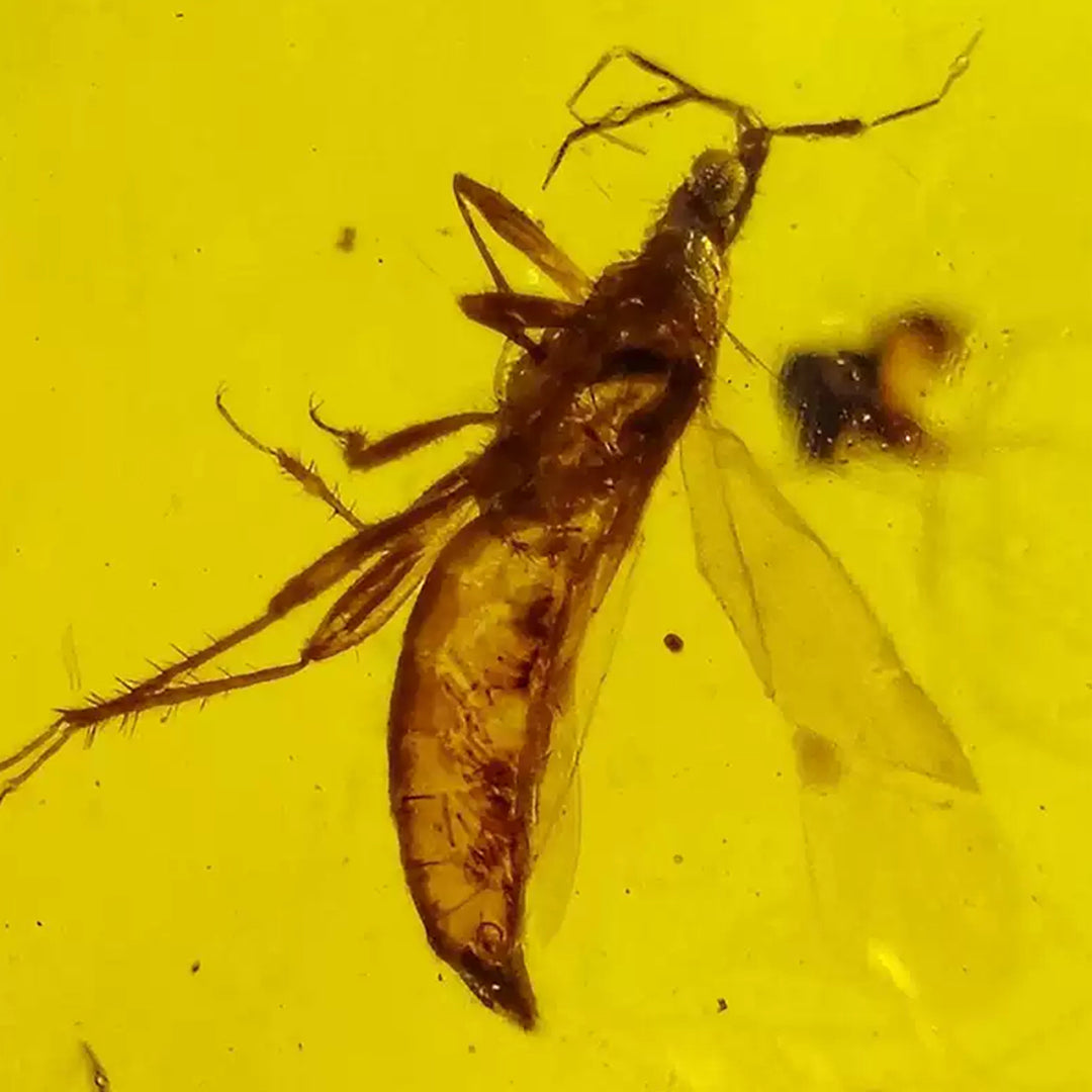 Three Fossil  Anthocoridaes Insect Preserved in Burmese Amber